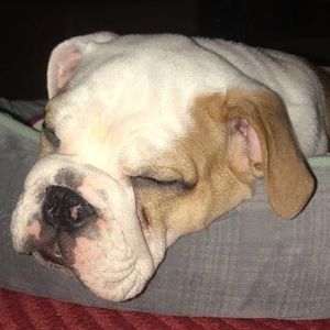 Meet your Posher, Leo